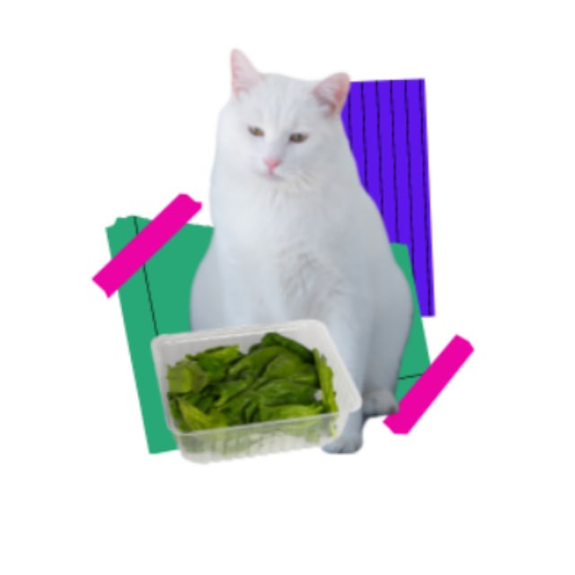 Доктор Олег и борборигмы