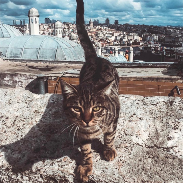 Шо там в Стамбуле?