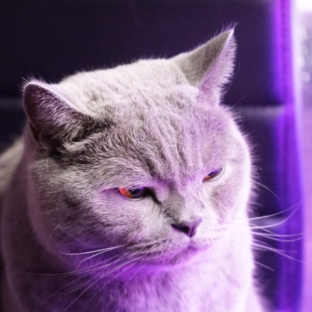 Котомодерновости