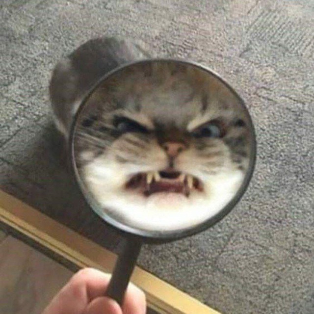 Да это же кисулькин!