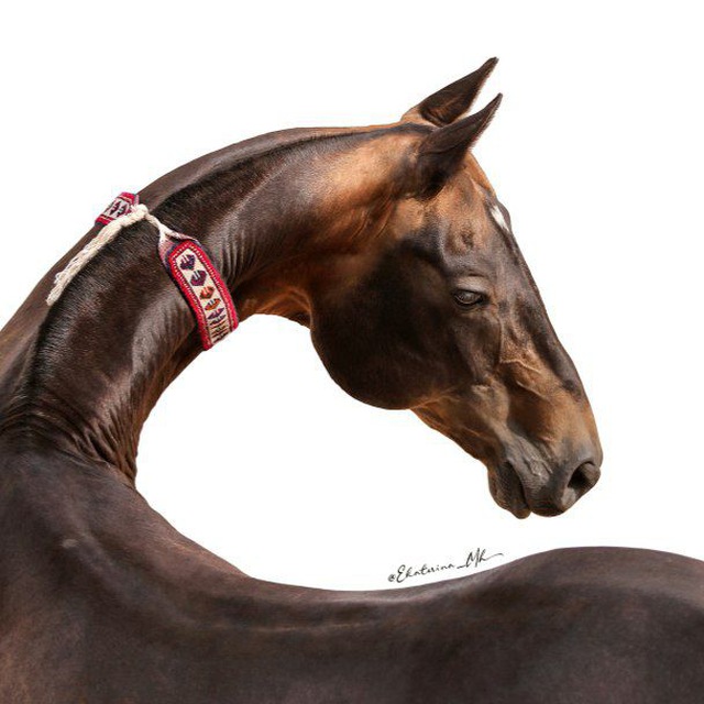 Центр ахалтекинских лошадей / Akhalteke horses center