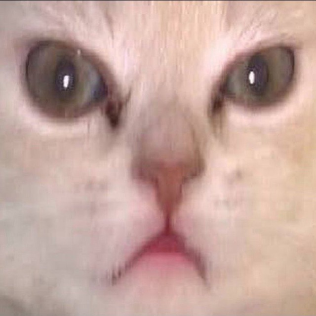 котик клоун