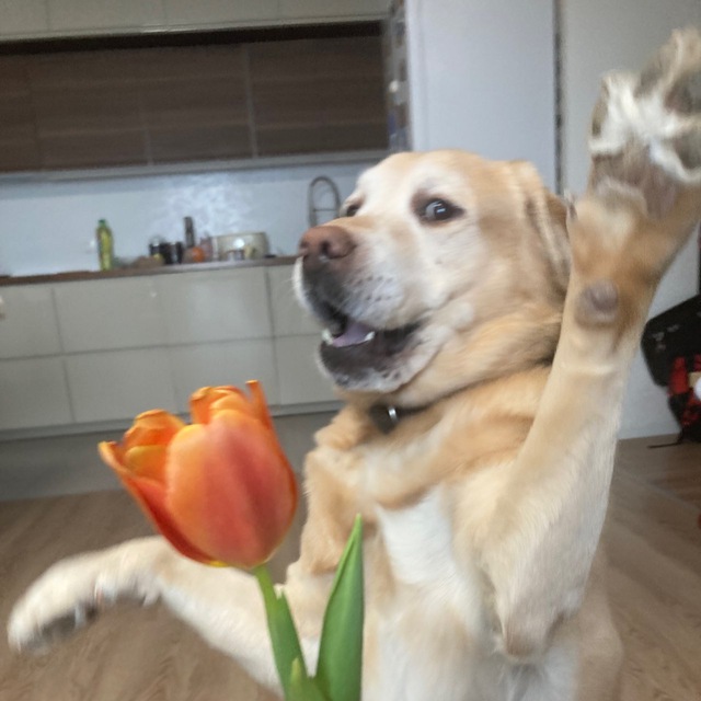 По России с детьми и лабрадором