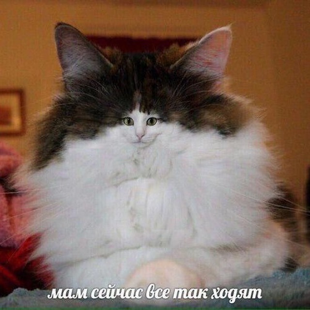socialbunny