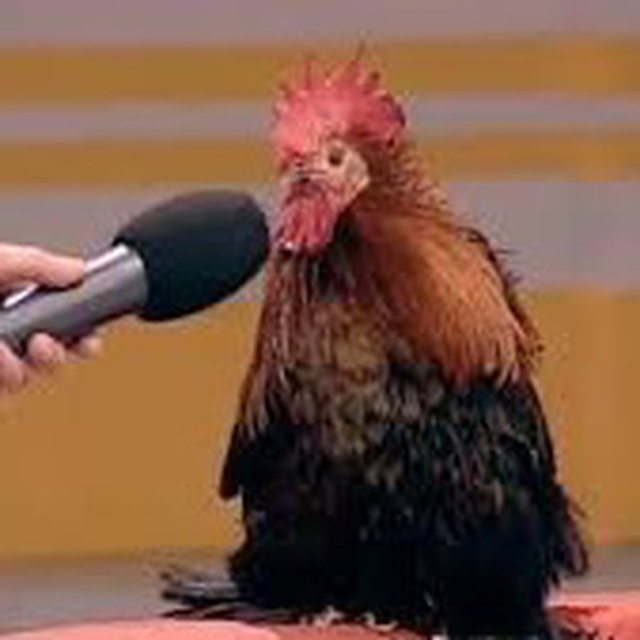 Петуха спросить забыли