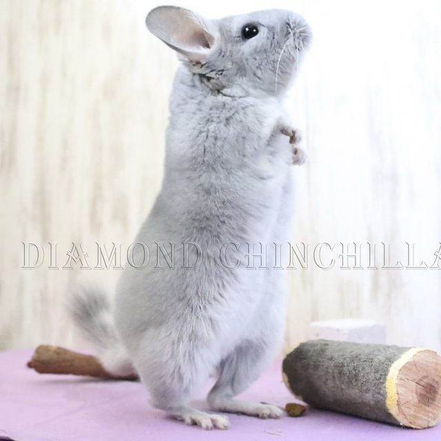 Diamond Chinchilla группа