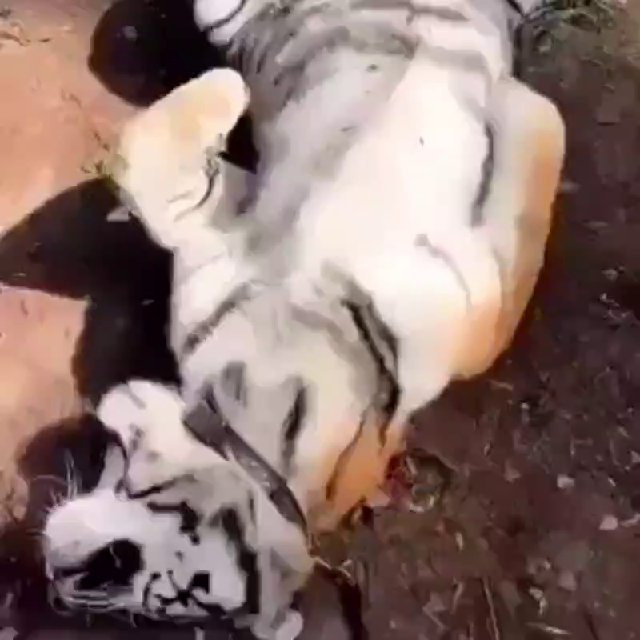 Взорванный Тигр
