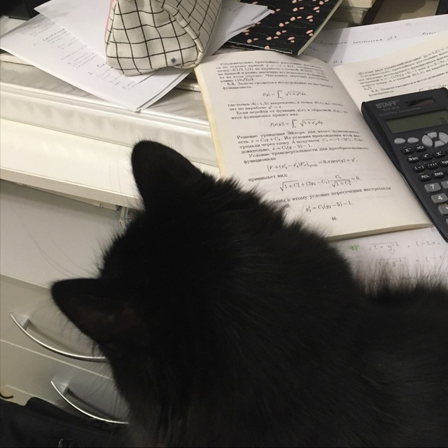 физика и котики ??