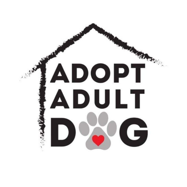 Adopt Adult Dog