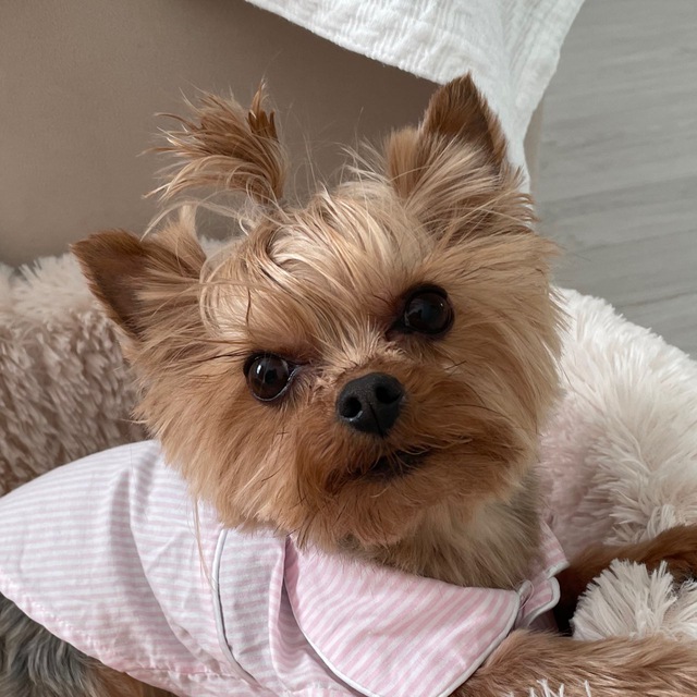 Pretty Dog?