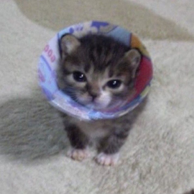 котёнок агрится