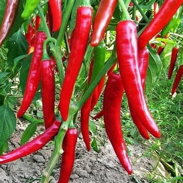 Острый перец